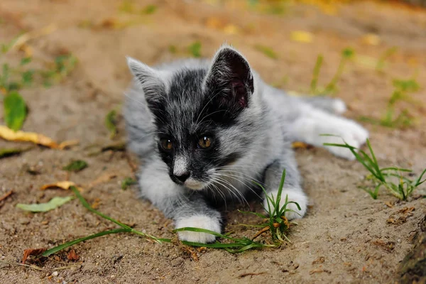 Kleine Junge Graue Kätzchen — Stockfoto