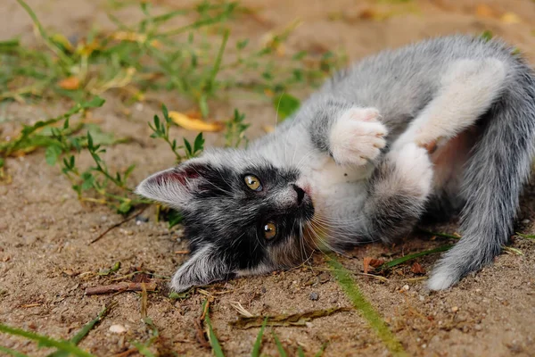 Pequeño Gatito Gris Joven — Foto de Stock