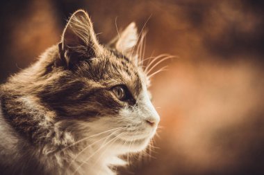 Bulanık arka planı olan bir kedi portresi.