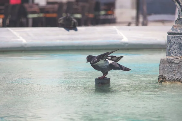 Pigeon drinking water from fountain