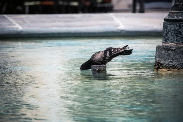 Água Potável Pombo Fonte — Fotografia de Stock