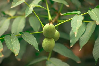 Ağaçtaki yeşil cevizler
