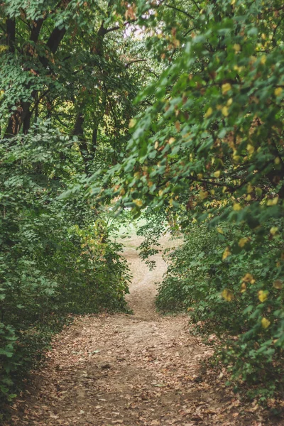 Path Forest Serbia — Stock Photo, Image
