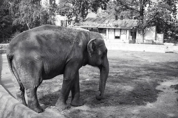 Der Asiatische Elefant Belgrader Zoo Serbien — Stockfoto