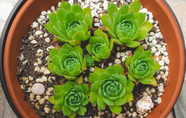 Зеленый Обыкновенный Houseleek Sempervivum Tectorum — стоковое фото