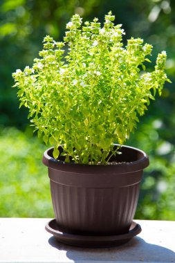 Yunan fesleğeni (Ocimum bazilicum var. en az)