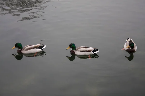 Drei Enten See — Stockfoto