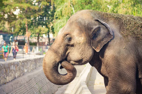 Der Asiatische Elefant Belgrader Zoo — Stockfoto