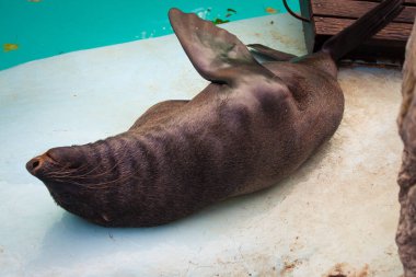 Belgrad Hayvanat Bahçesi, Sırbistan 'da Mühürlendi