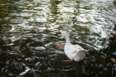 Suda yüzen beyaz kaz