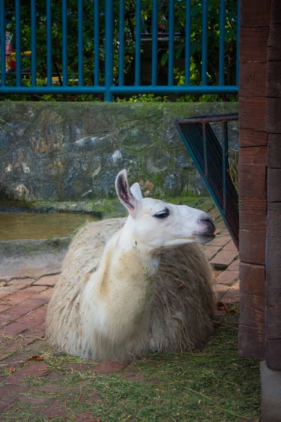 Llama Allo Zoo Belgrado Serbia — Foto Stock