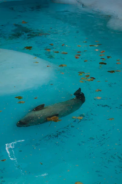 Seal Belgrade Zoo Serbia — Stock Photo, Image