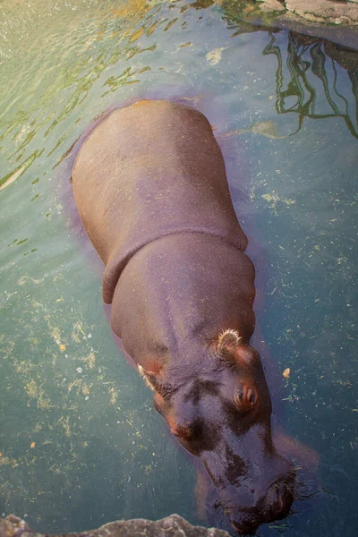 Nilpferd Wasser Belgrader Zoo — Stockfoto