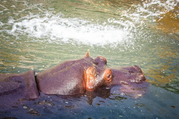 Nilpferd Wasser Belgrader Zoo — Stockfoto