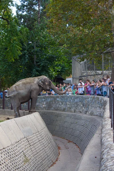 Der Asiatische Elefant Belgrader Zoo Serbien — Stockfoto