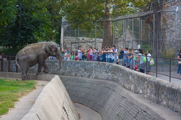 Der Asiatische Elefant Belgrader Zoo Serbien — Stockfoto