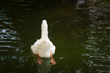 Suda yüzen beyaz kaz