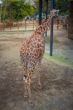 Sırbistan 'ın Belgrad hayvanat bahçesinde zürafa