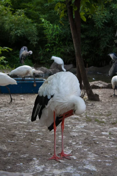 Cigogne Blanche Belgrade Zoo Serbie — Photo