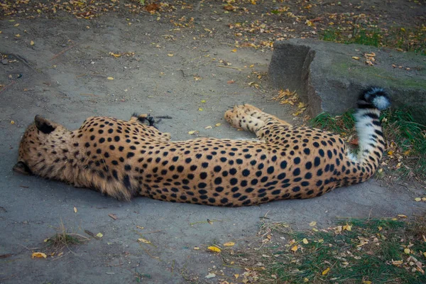 Gepard Belgradzkim Zoo Serbia — Zdjęcie stockowe