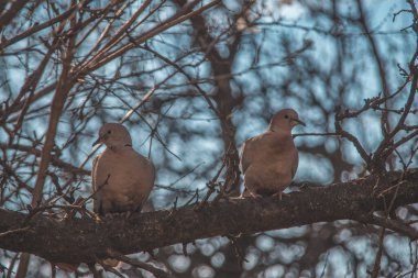 Doğadaki ağaçta iki güvercin