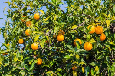 Yunanistan ve Avrupa 'da portakal ağaçları. 