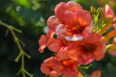 Hibiscus rosa sinensis (Çin yükseldi)