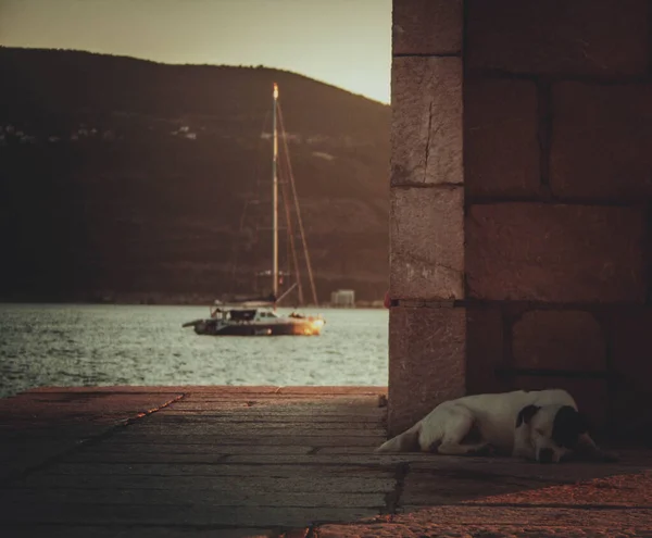 Cão Cais Herceg Novi Montenegro — Fotografia de Stock