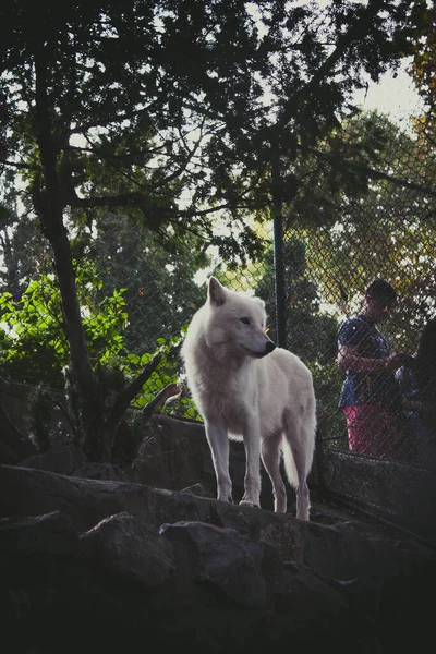 セルビアのベオグラード動物園の白いオオカミ — ストック写真