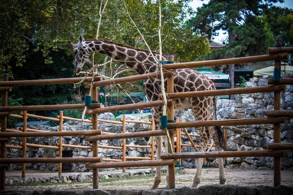 Giraffe Belgrader Zoo — Stockfoto