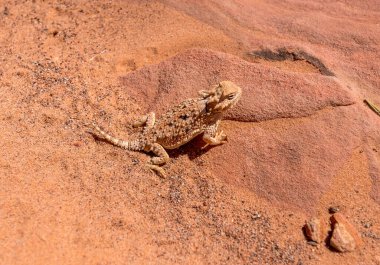 Nevada 'daki Ateş Vadisi Parkı' nda Boynuzlu Kertenkele
