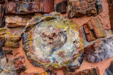 Petrified Wood at Agate House in Petrified Forest National Park  clipart
