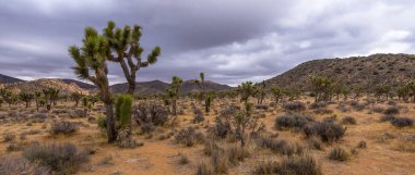 Joshua Tree Ulusal Parkı, Kaliforniya 'da Joshua Tree ağaçları