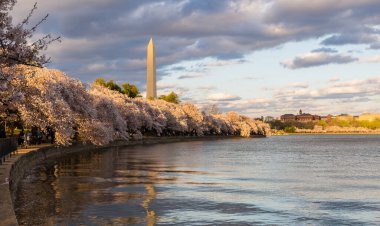 Washington D.C. 'deki gelgit havzasında Washington Anıtı ve kiraz çiçekleri var..