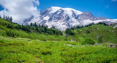 Rainier Dağı Ulusal Park Yaban Çiçekleri Çayırı