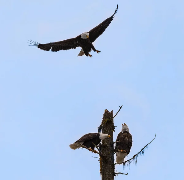 Weißkopfseeadler Schwebt Über Baum — Stockfoto