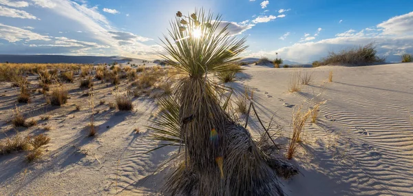 Sun Peeking Soaptree Yucca White Sands National Park — Foto Stock