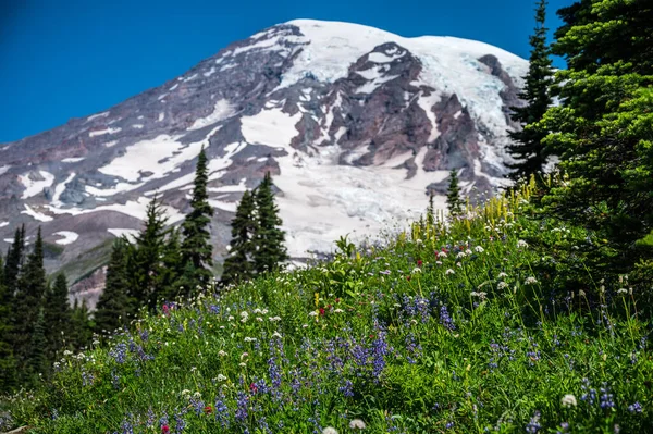 Flores Silvestres Mount Rainier National Park Washington — Fotografia de Stock