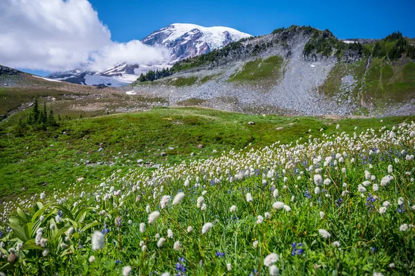 Divoké Květy Národním Parku Mount Rainier — Stock fotografie