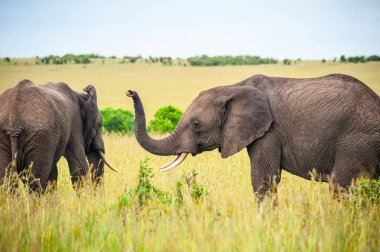 Afrika 'nın ulusal parkında çimlerin üzerindeki vahşi fil.