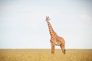 Afrika 'daki Ulusal Park' ta vahşi bir zürafa