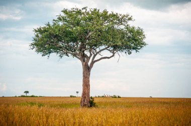 Bir grup su aygırı Naiwasha gölünde yüzüyor.