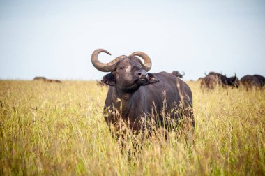 Bir grup su aygırı Naiwasha gölünde yüzüyor.