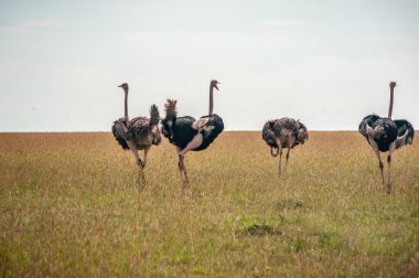 Ulusal Park Masai Mara 'nın sarı çimlerinde yürüyen vahşi devekuşu.