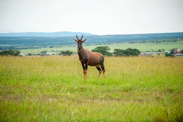 Wilde Rode Hartebeest Het Gras Nationaal Park Afrika — Stockfoto