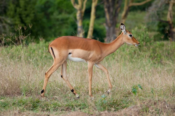 Giovane Impala Selvatica Sull Erba Verde Nel Parco Nazionale Africa — Foto Stock