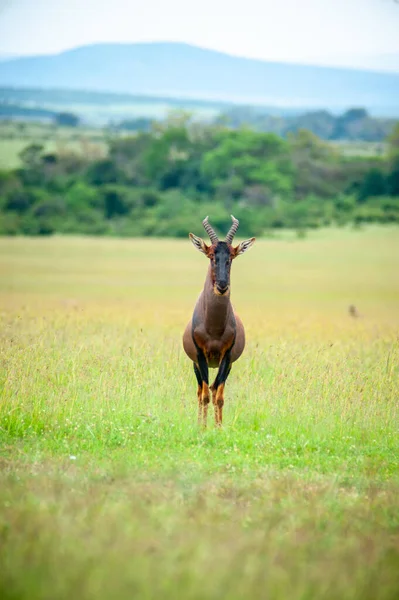 Wilde Rode Hartebeest Het Gras Nationaal Park Afrika — Stockfoto