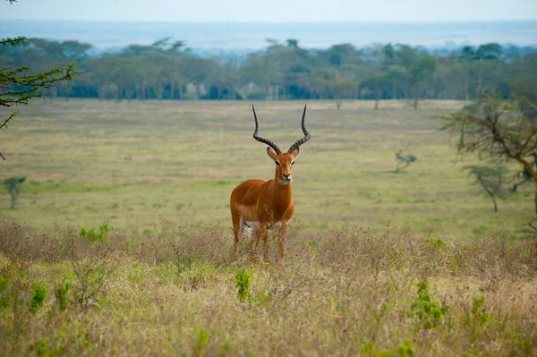 Chita Selvagem Cansada Escondeu Sol Atrás Uma Árvore África — Fotografia de Stock