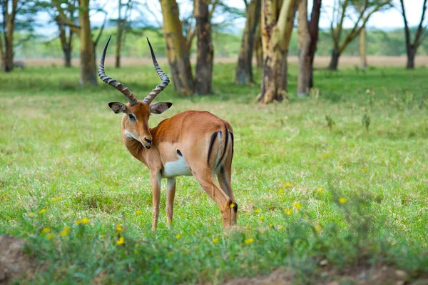 Ghepardo Selvatico Stanco Nascosto Dal Sole Dietro Albero Africa — Foto Stock