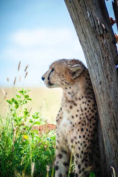Väsynyt Villi Gepardi Piiloutui Auringolta Puun Taakse Afrikassa — kuvapankkivalokuva